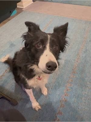 Indi’s singing again! It’s been a minute. Happy Sunday, y’all! #dog #bordercollie #singing #singingbordercollie #thatAnote #bitchesmatchiingpitches #Love #animals #bestestgirl #indi #awoo #💞🐶