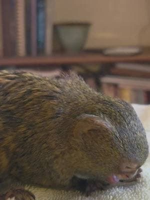 Good snacks! #pygmymarmoset #tinymonkey#marmoset