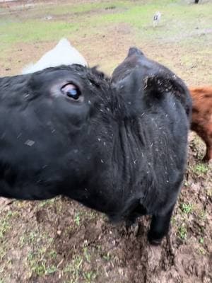 Happy cows #minicow #minicowsoftiktok #cattle #farmlife #happycows 