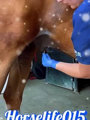 Beautiful Brown Horse Seating testing and horse breeding #horselove #horsesheting #horsebreeding #breedinghorse #todayhorsebreeding #usahorse #horselover #tiktok