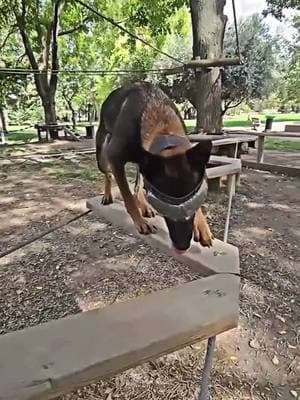 #tactical #k9 #DogTraining #dogsoftiktok #malinois #hundetraining #hundevideos #fyp 