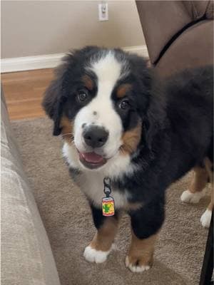 What do you think I’m saying? #bernesemountaindog #talkingdog #talkingpuppy #funnypup #sassypup #nashtheberner #dogsoftiktok 