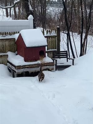 Sunday Breakfast w/Daily Hiss #fyp #dailyhiss #feralcatsoftiktok #cats #catlovers #tnr #trapneuterreturn #helpcontrolthepetpopulation #spayandneuteryourcats #cattok #feralcats #colonycaretaker 