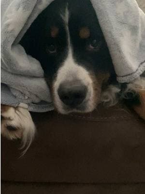 How are parents of teenagers waking up their kids? 😅 #fyp #dogmom #bernesemountaindog #dogswithattitude 