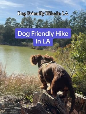 Dog friendly hike in Los Angeles: the Upper Franklin Canyon Reservoir is a small body of water in the hills above Beverly Hills. It’s an easy 15 min walk around the water with lots of little spots to explore or sit. #thingstodoinla #lahikes #explorela #dogfriendly #losangeles 