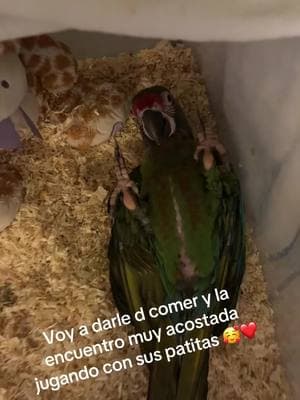 #parrotslover #macawsoftiktok #parrots #babymacaw #militarymacaw #Millie🦜❤️ #viralvideo #avesdelmundo 