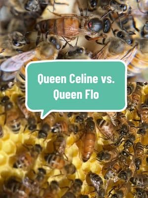 Replying to @HughGrantsVillainEra Queen Florence vs. Queen Celine Beeon! Same breed, different Bees #beekeeper #beekeeping #beehive #bees #beetok #LearnOnTikTok 