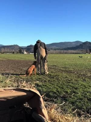 Drifter impressed me this year for his first season! Does his job, quiet, tons of drive, and is steady and doesn’t break! #drifter #lab #redlab #Outdoors #waterfowl #divebomb #divebombindustries #decoys #ducks #wigeon #mallards #akc #foxredlab 