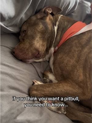 where is the snooze on this lady? she keeps interrupting my beauty sleep. 😤#creatorsearchinsights #sleepydog #pitbull #samthebrindlepit #dramatic #powersavermode 