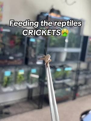 #reptiles #reptilemom #reptilekeeper #reptilesoftiktok #reptilelover #reptiletiktok #lizards #geckos #exoticpets #feedingtime #PetsOfTikTok #petroom #crickets #exoticpetsoftiktok #lizardsoftiktok #lizardtok #geckosoftiktok #geckotok #geckotiktok #fyp 