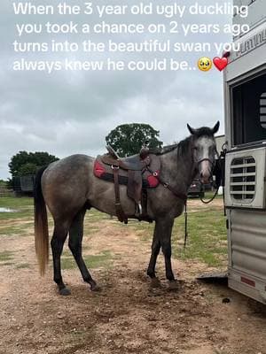 Melman’s journey will always be my favorite.🫶🏼  We’re definitely not done yet.. but it’s crazy to see how far he’s come.❤️  #BarrelRacerTikTok  #BabyBarrelHorse #FuturityYear #WonShot 