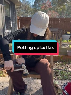 Luffas round 2! #luffas #beginnergardener #trellis 