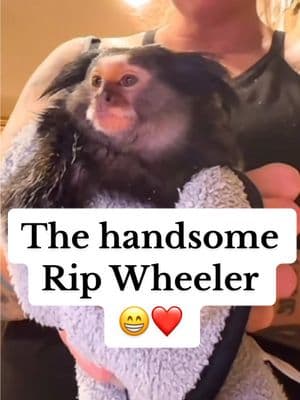 @Lox&Ollie The handsome Rip Wheeler 😁❤️ 01/29/25. #Loxandollie #fyi #fypage #foryoupage #marmoset #fypシ゚viral #fyf #fyforyou  #monkeysoftiktok #capuchin #monkey #monkeys #babymonkey #cute #adorableanimals #cuteanimals #cuteanimalsoftiktok #babyanimals #funnyanimals #funny #petmonkey #lando   #feedingmonkeys 