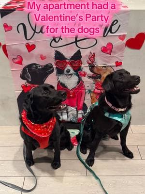 We had the BEST Valentine’s Day! How about you? #dogparty #dogfriendly #blacklab #ValentinesDay 