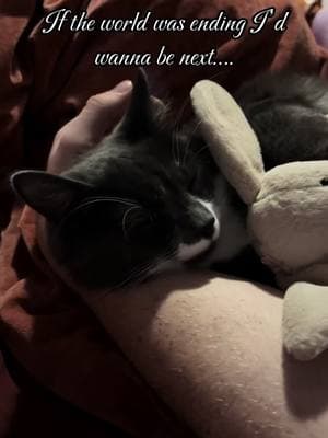 I don’t think that’s my jellycat anymore 😭 @Jellycat #jellycat #Love #figaro 