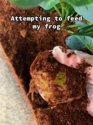 #pacmanfrog #feedingtime #feedingmyfrog #frog #frogtiktok #frogtok #frogsontiktok #cutefrog #frogcontent #pacmanfrogsoftiktok #amphibian #amphibians #cutepet #PetsOfTikTok #petlover #petvlog #feeding #fyp 