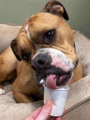 bed time treats> #pawmspetresort #pawmshuntsville #dogsoftiktok #dog #dogs #dogboarding #dogtok #petresortlife #doglife #dogparty #dogslovepupcups #pupcup #dogtreat #fy #fyp #fypシ #foryoupage 