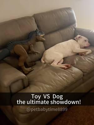 Dog's biggest enemy: a child's toy! 😂🐾🧸#dog #foryou #dogsoftiktok #fypシ゚viral #funny #dogs #fypシ #kitty 