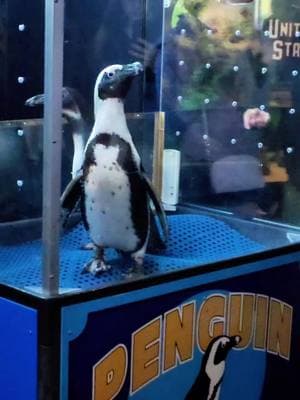 Mystic Aquarium picked the perfect feathered babies to greet us for its Valentine's Date Night❣️ Check out the 🤍 on this cutie patootie's chest❣️🤍 @Mystic Aquarium 🤍🐧🤍 w/ @Jon  #ValentinesDay #valentines #datenight #mysticaquarium #mystic #aquarium #sealife #marinelife #penguin #penguins #animallove #animalslover #animallivesmatter #animallover #animalrescue #animalconservation #animalrights #animalcharity #animals #animalwelfare #AnimalLovers #animalprotection #animalsaddict #animalsmatter #animallife #animalslovers #animalsoftiktok #animalfriends #animalworld #aquariums #viral #viralvideo #viraltiktok #viral_video #viralvideos #foryourpage #fyp #fypシ #fypage #fypシ゚viral 