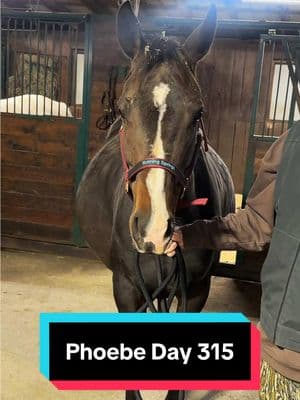 Phoebe is 315 days pregnant🐴💕 #foalwatch #foalingseason 