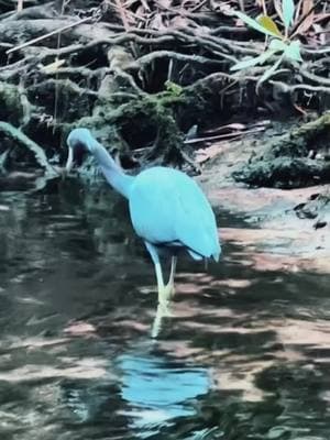 #nature#explore#birds #view#wildlife#art#beauty#fishing#goboat#blueheron #fyp#foryoupage #themermaid#🧜‍♀️