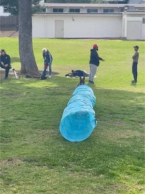 Larry enjoying some fun in the sun at club.  #DogTraining #psa #club #funinthesun #sundayfunday 