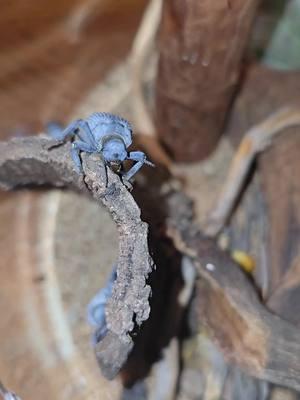 blue death feigning beetles exploring their desert terrarium  #bluedeathfeigningbeetle #beetle #asbolusverucossus #petbug #desert #sonorandesert #bdfb #cute 