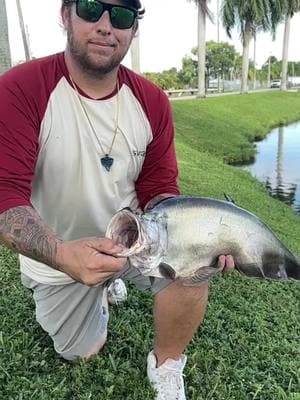 Knowing that this fish was originally a small aquarium fish that was let go in the Florida canal systems, and turned into this monster is crazy work.  They can jump out of the water. They can swim backwards, and they have a set of sharp fangs in their tongue.🤯 #fishfrenzycrew #fish #fishing #floridafishing #clownknifefish #exoticfish #thefishplug #fishplug 