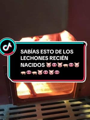 SABÍAS ESTO DE LOS LECHONES RECIÉN NACIDOS #lechones #lechon #cochino #puerco #chancho #mundointeresante43 #mundoestelar43 #education #educacion #filosofia #sistema #informatica #salud #vida #mitología #mitologiagriega #cuentos #dioses #y #yp #ypfッ #ypf #nolosabias #cosasquenosabiashace5minutos #cosasquenosabias #AprendeEnTikTok #aprender #ciencia #fisica #galaxy #galaxia #universo #cultura #antiguedades #anatomia #cuerpohumano #cientificos #inteligenciaartificial #novedades #aprendeconmigo #historia #geografia #fabricacion #fabricacionmanual #tendencia #viral #medicina #SabiasQue #curisidadestiktok #asisehace #aprendedetodo #aprender #AprendeConTikTok #asies 