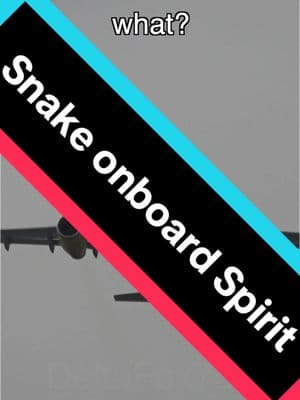 Massive 🐍 on a spirit plane 😂 #funnyatc #aviation #atc #airtrafficcontrol #funnymoments #avgeek #pilot #planespotting #planes #aircraft #spirit #spiritairlines #boeing #aviationlovers #snake