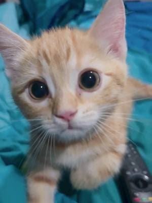 Part363丨Orange little guys 🤣🤣🤣#funnycats #funnyanimals #petvideos #cat #catsoftiktok #fyp #usa #longervideos #cats #fypage #fypシ゚viral #fyppppppppppppppppppppppp #catbaby #baby #babylove 