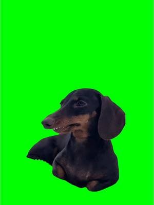 Dog with long face Meme Green Screen  #discord #capcut #procreator #fyp #meme #viralgoals #protemplates #greenscreen #viral #trend #memecut #meme #dog #longface  