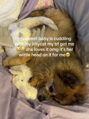 we’ve had her since I was like 12 she’s the sweetest little baby on this earth I need to get her one #dog #pomeranian #dogtok #jellycat #jellycats #pomeranianpuppy #pomeraniansoftiktok #pomeranians #dogs 