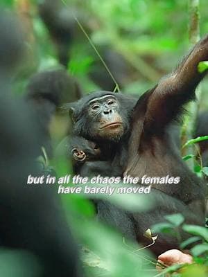 I didn't realize female chimpanzees communicated like this #monkey #chimpanzee #orangutan #fyp #viral #hunting #foryoupage #trending #wildlife #monkey 