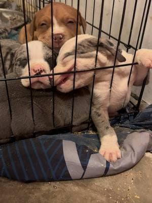 😍 How could you possibly sleep like this ? 😂 #burrnationk9s 5 weeks old ❤️ #BullyBaby #ChunkyPup #WrinkleSquad #SquishyFace #BullySnuggles