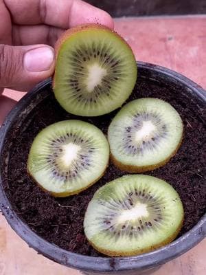 how to grow kiwi at home #garden #viral #plant #trending #reel #fyp #foryoupage #ideas #tree #shorts #foryou #reels #kiwi🥝 #grow #growing #gardening 