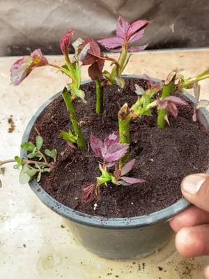 how to grow rose from cutting #garden #viral #shorts #plant #foryou #reels #tree #grow #growing #fyp #gardening #foryoupage #trending #ideas 