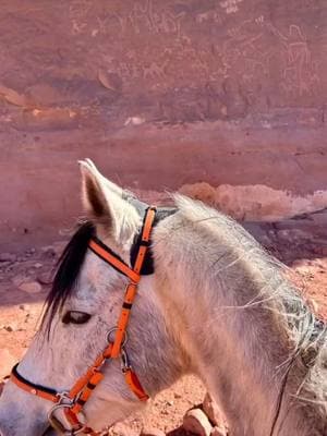 🇬🇧 Aurélien joined us for a full-day ride and an overnight stay at the camp. He even got to see the Anfashieh inscriptions framed between the ears of Al Rahib. The stars of the ride were Noor, ridden by Ali, and Al Rahib, ridden by Aurélien, our two beautiful grey horses! #horse #trailride #wadirumhorseadventures 🇫🇷 Aurélien nous a rejoints pour une journée complète à cheval et une nuit au camp. Il a même pu admirer les inscriptions d’Anfashieh entre les oreilles d’Al Rahib. Les stars de la randonnée étaient Noor, monté par Ali, et Al Rahib, monté par Aurélien, nos deux magnifiques chevaux gris! #wadirum #aventure #randonnée 🥰🎥 @wadirumhorseadventures 