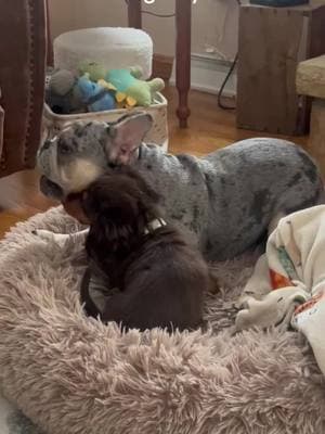 #bunker #franklin #frenchbulldog #longhairedminidachshund #fyp 