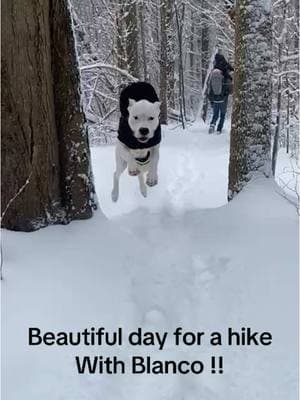 World Class Blanco hiking in Canada !!🥶🥶🥶 #dogo #dogoargentino #dogoargentinopower #dogoargentinousa #argentina 🇦🇷 #dogoargentinoworldwide #dog #worldclassk9 #dogooftiktok #dogoargentinooftiktok #guarddog #welltrained #doglover #dogtrainingtips #familyprotection 🔥 #viral #igp #workingbreed #workingline #dogsoftiktok #dogtrainer #dogtok #loyal #strong #bestfriend #bitework #fyp #training #K9 