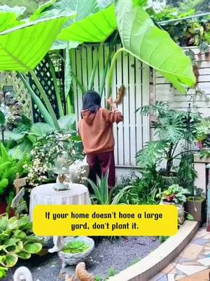 Elephant Ear #terragarden #viral2025 #reelsus #elephantear #plant 