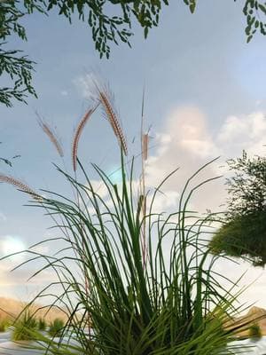 Step into Ethiopia’s golden teff fields, where tradition and resilience grow in every grain. #codeage #supplements #teff #grains #ethiopia #travel #knowledge #nutritionfacts 