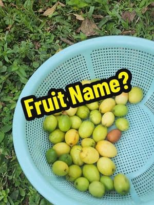 Can anyone tell the name of this fruit? #foryoupage #westpalmbeachflorida #grandparentshous #backyard #organicfruits #stayhealthy #behappy #godblessyou 