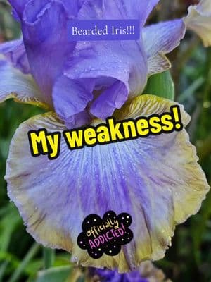 I love bearded iris so much!!! It's my weakness... #rhizomes #beardediris #iris #tiktokgarden #gardening  #flowergardening #foryoupage #fypシ #fyp 