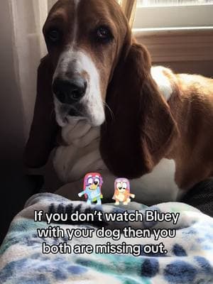 Happy Monday! #basset #dog #dogsoftiktok #dogcommunity #bassethound #Bluey #