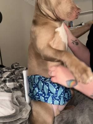 doggie diapers 😁 comes in handy especially when guests come over & he gets a bit excited & tinkles a little #puppy #dogs #pit #pitbull #dipaers #dogdiapers #puppydiapers 