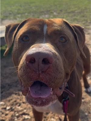 Everyone give Hercules some love for his fetch skills 👏 #aggieland #tennisball #adoptme 