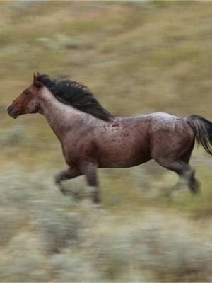 Watching stallion Blaze in motion was always special #horses #wild #horsesoftiktok #runninghorses #naturevibes 