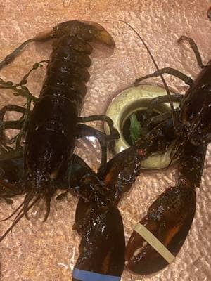 Lobster favorite seafood #fyp #foryoupage #fypシ #fy #fypシ゚viral #lobster #fish #seafood #seafoodlover #lobstertok #seafoodtok #dinner #yummy #yum #foodtiktok #viralvideo #viraltiktok #viralfood #wildcaught #fancymeals #delicious 