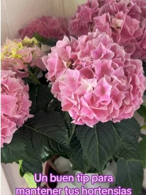 HORTENSIAS SIEMPRE HERMOSAS 🌸🌼#hortensias #flores #hielo #naturaleza #ambiente #tiktok #fyp #parati #viralvideo 